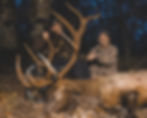 Bull Elk Hunt 381_