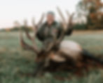 Bull Elk