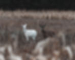 NY Seneca Whitetail Deer