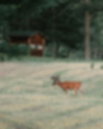 Rut Field