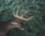 Fireplace Buck