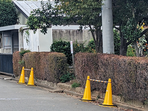 宮山公園周囲の黄色カラ−コ−ン更新について