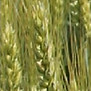 Basmati.jpg