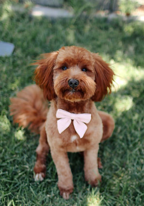 our goldendoodle mom Autumn