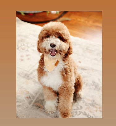 goldendoodle