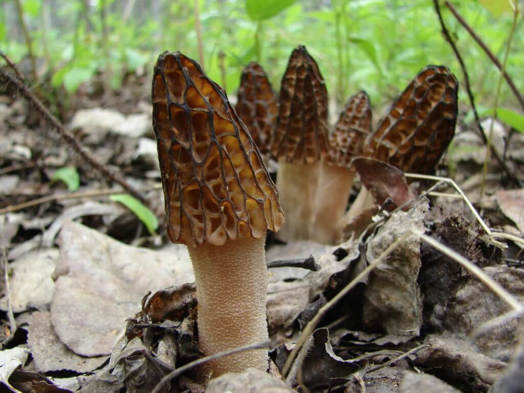 Black Morel, Morchella angusticeps