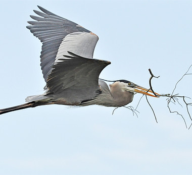 Blue Heron with Branch