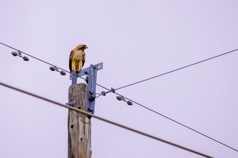 Bird electrocution on High Voltage