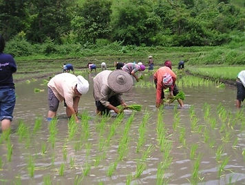 Karen story planting rice.jpg