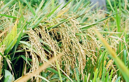 Karen story rice.jpg