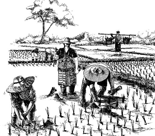 Karen line drawing planting rice.png