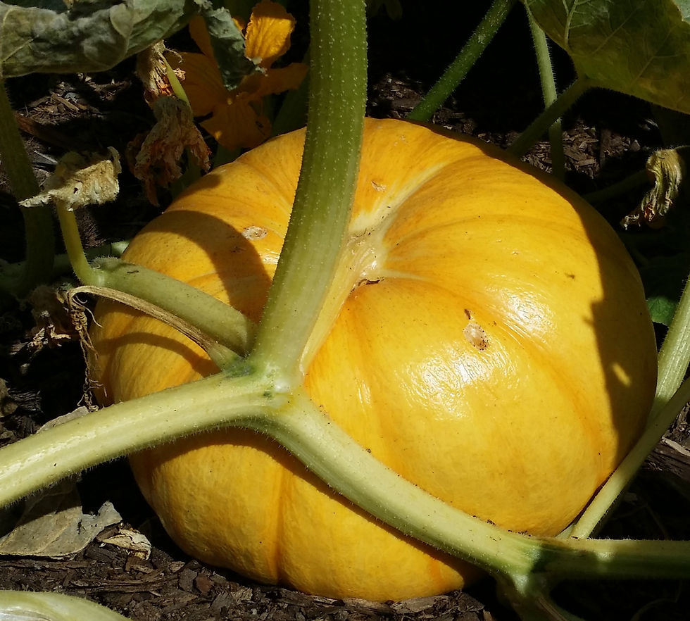 Pumpkin