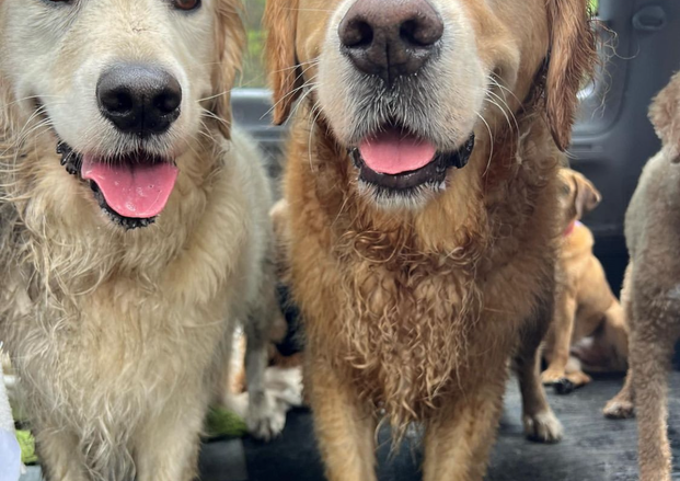 Willows Mates Dogwalking (1).png