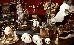 the-curio-emporium.png