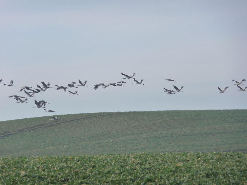 kraniche-im-anflug