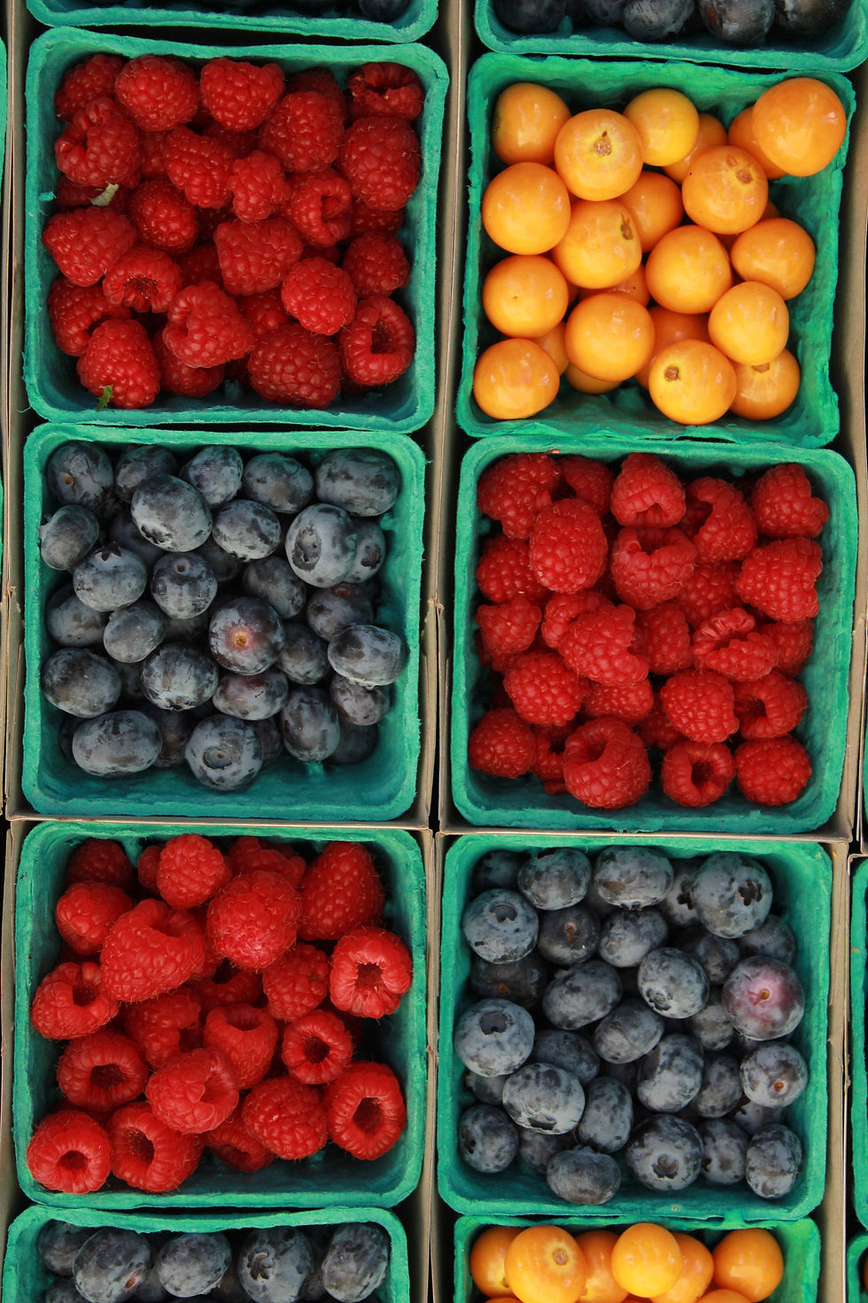World Vegan Day: An Opportunity for Change