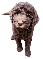 Goldendoodle puppy