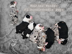 aussiedoodle puppies