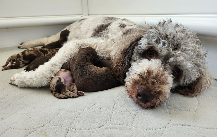 mama dog and goldendoodle puppies