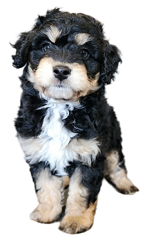 Goldendoodle puppy
