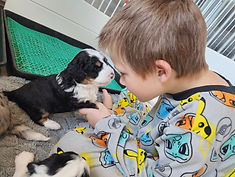 puppy socialization