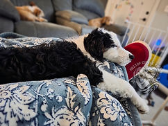 sleeping puppy
