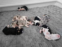 sleeping puppies