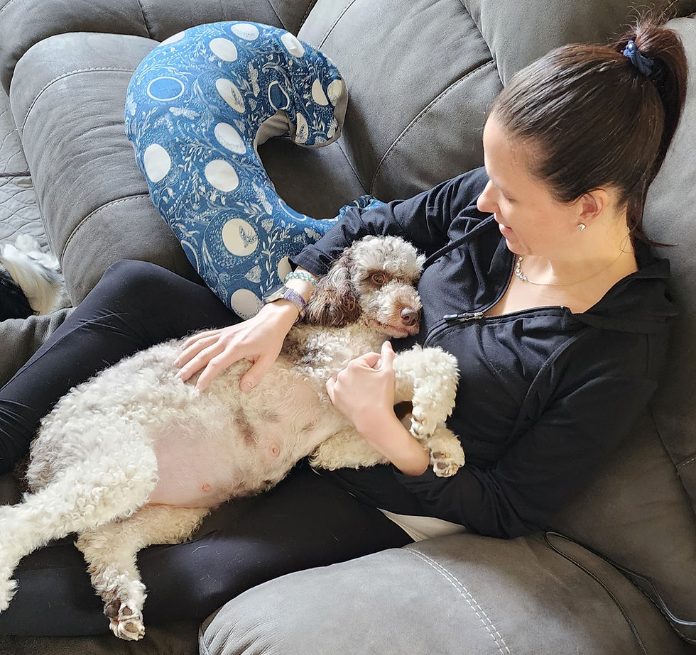 Miss Ember is Pregnant with Mini Goldendoodles. She is Due July 10 2025.