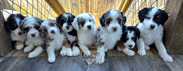 aussiedoodle puppies