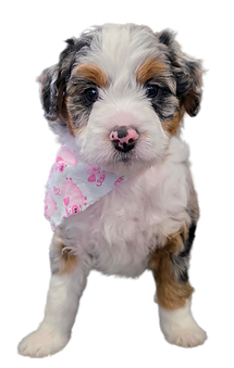 Goldendoodle puppy