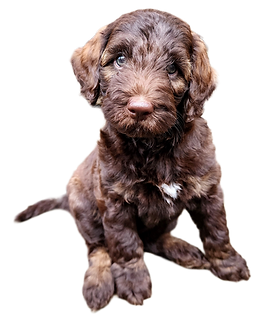 Goldendoodle puppy