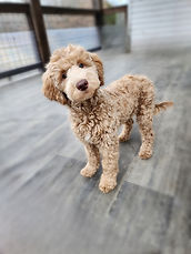 Goldendoodle puppy