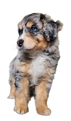 Goldendoodle puppy