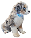 Goldendoodle puppy