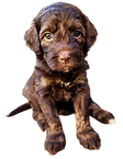 Goldendoodle puppy