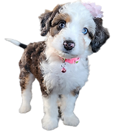 Goldendoodle puppy
