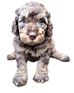 Goldendoodle puppy