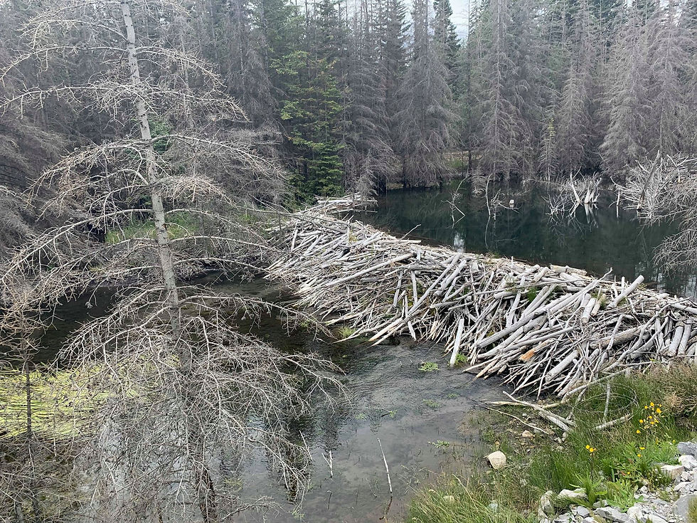 70225758_491227584787192_487448456177962