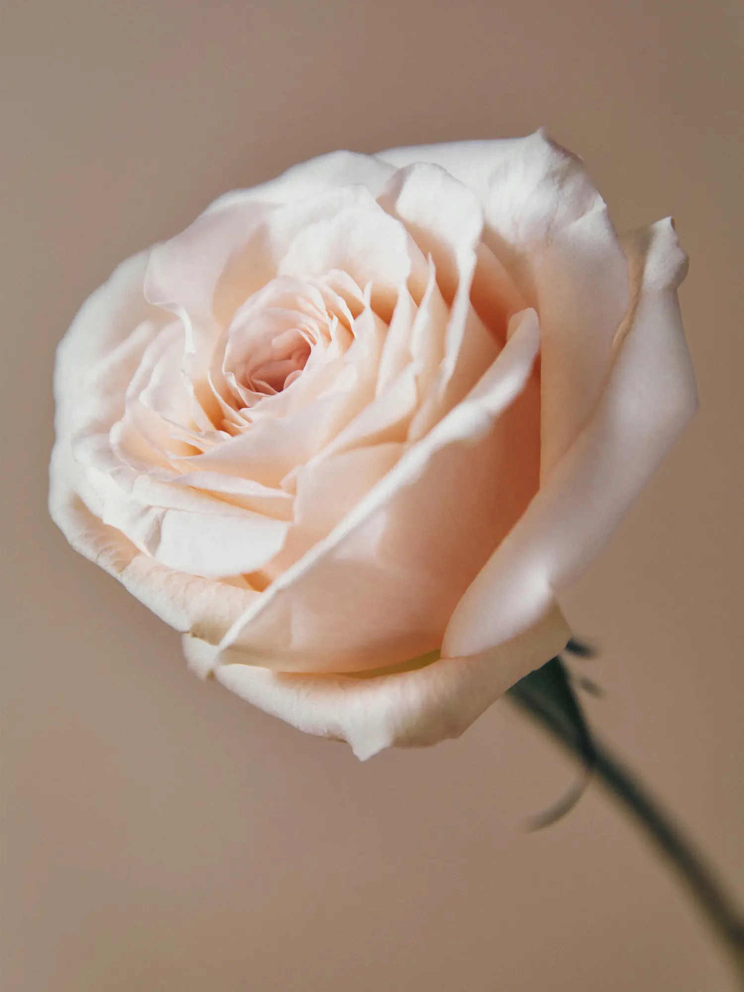 rosa damascena aromatica
