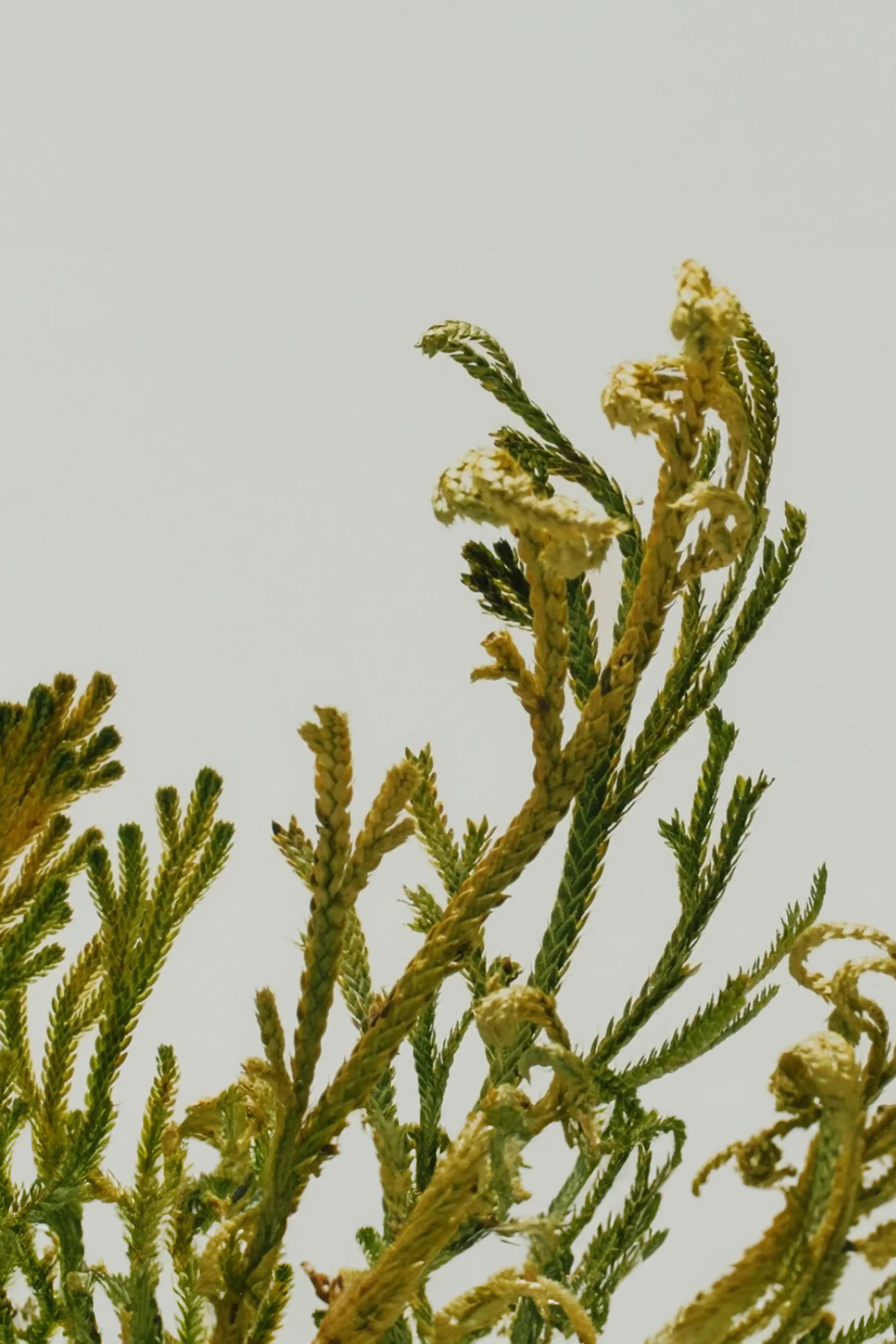 Abib Jericho Rose PHA Toner Skin Booster 200 ml