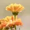 Miniatura: Arencia Calendula Rice Mochi Cleanser