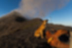 フエゴ火山と犬