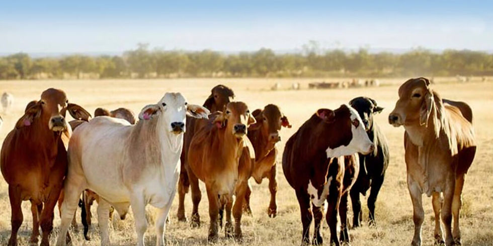 Preserve cattle wide.jpg