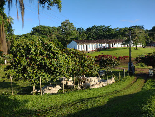 fazenda de cacau ilhéus