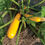 Thumbnail: Zucchini, Pachaug Farm, Voluntown, CT 