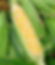 Sweet Bi Color Corn, Gutt Family Farm