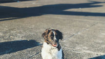 A black-and-white dog sits on a runway beside a parked airplane. The background is a clear sky, creating a calm and relaxed atmosphere.