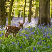 Engagement pour la durabilité et la préservation de la nature | Toewijding aan duurzaamheid en natuurbehoud | Commitment to sustainability and nature conservation.