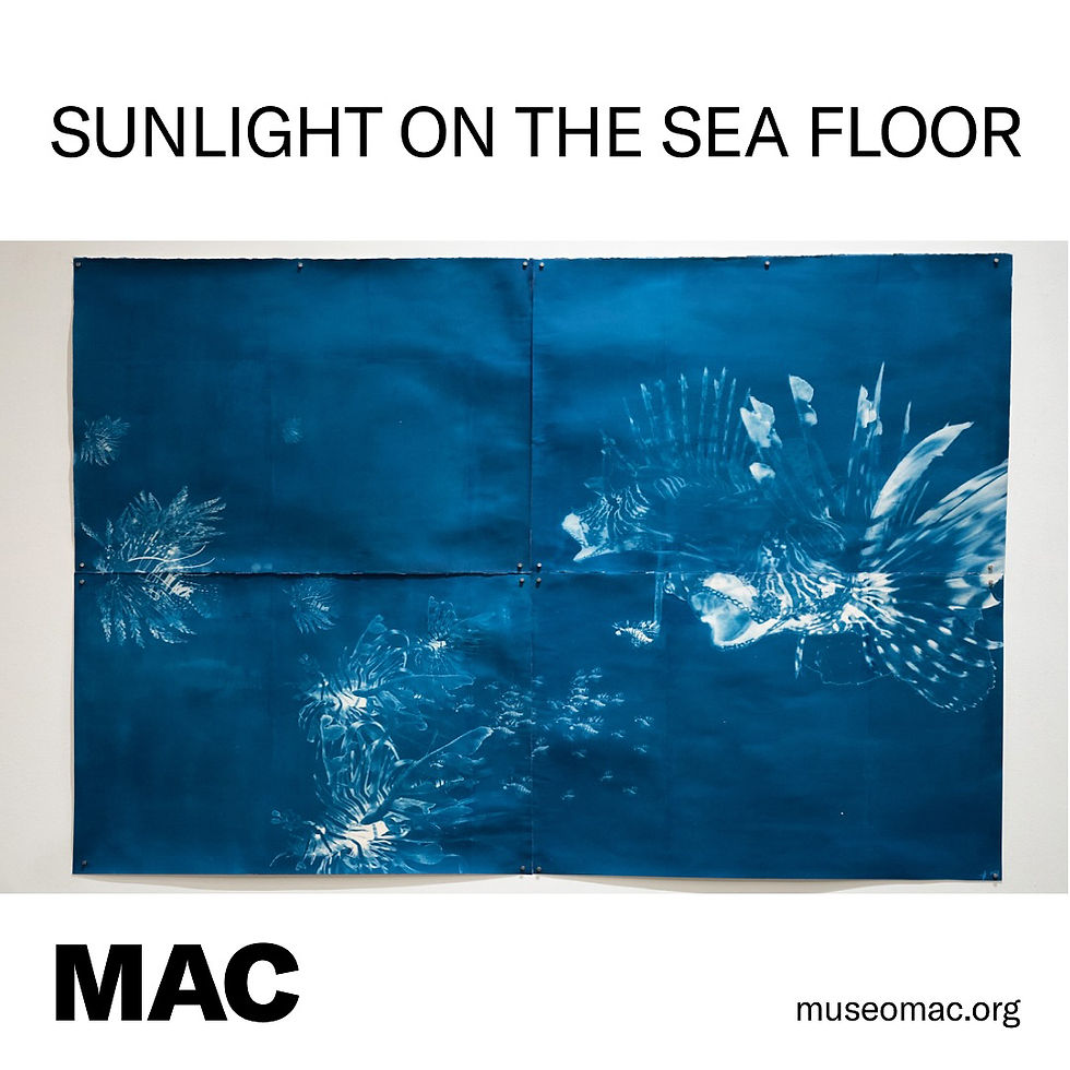 Sunlight on the Sea Floor
