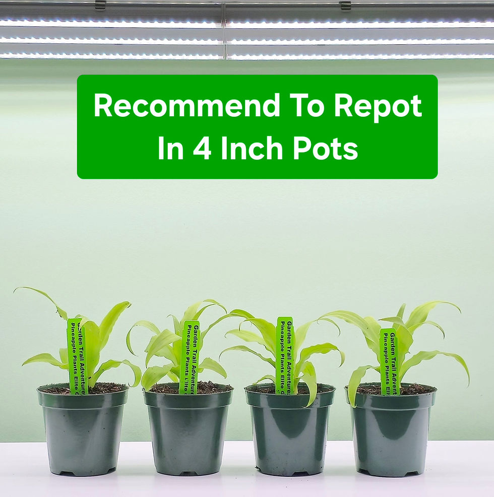Thumbnail: Pineapple Plants "Elite Gold" Includes Four Plants & PSW Pots With Soil